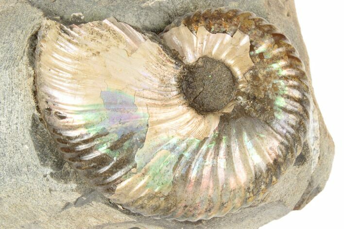 Iridescent Fossil Ammonite (Discoscaphites) - South Dakota #189328